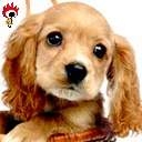 un petit chien
