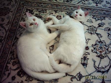 encore des chats