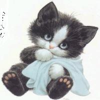 un chat