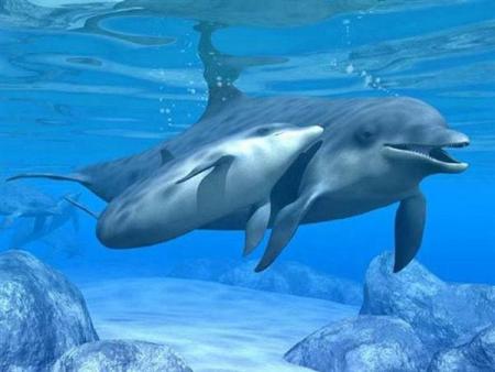 des dauphins