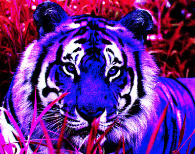 un tigre