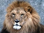 un lion