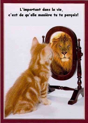 un chat