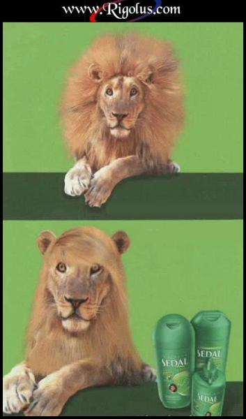 un lion