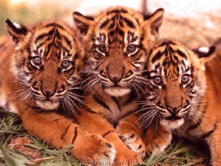des bebe tigres