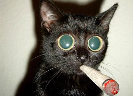 un chat