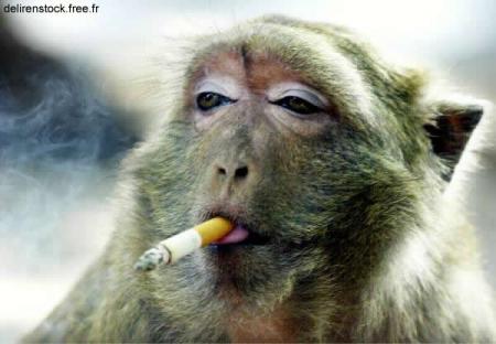 un singe