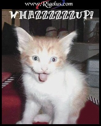 un chat