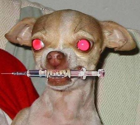 un chien