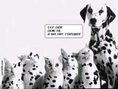 des chats et un chien