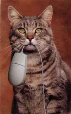 encore un chat