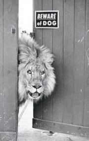 un lion