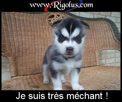 un chien
