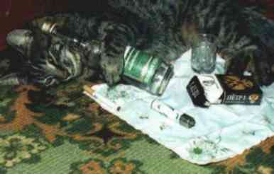 un chat
