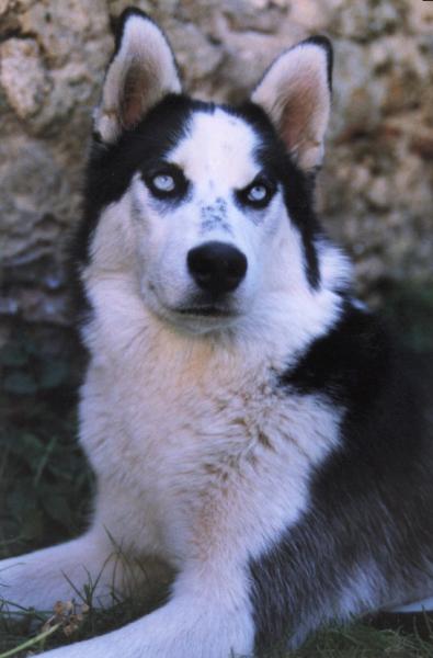un husky