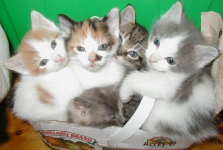des chats