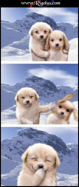 des chiens