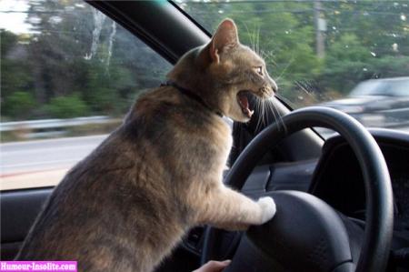 un chat