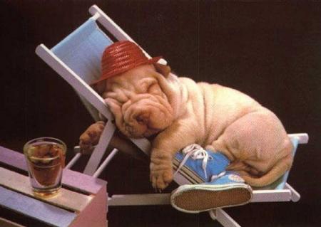 et encore un chien