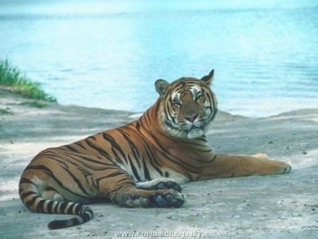 un tigre