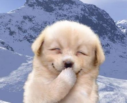 et un petit chien