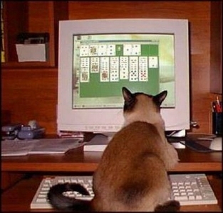 et un chat