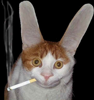 et un chat de plus