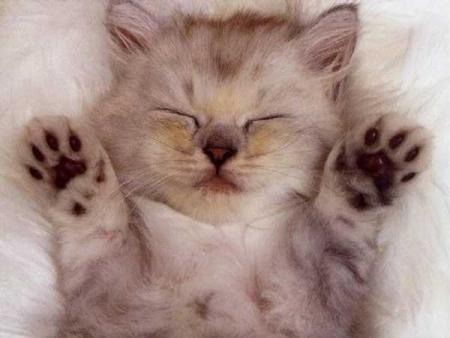 un chat