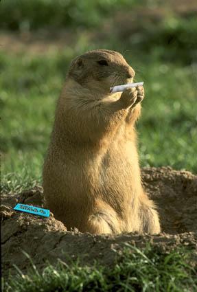 une marmotte